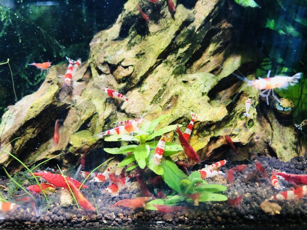 Crevettes nĂ©o caridinas davidi đŠ