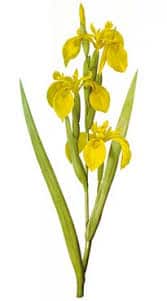 Iris pseudacorus jaune