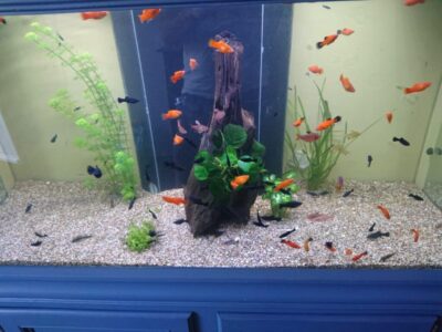 Black molly et platy