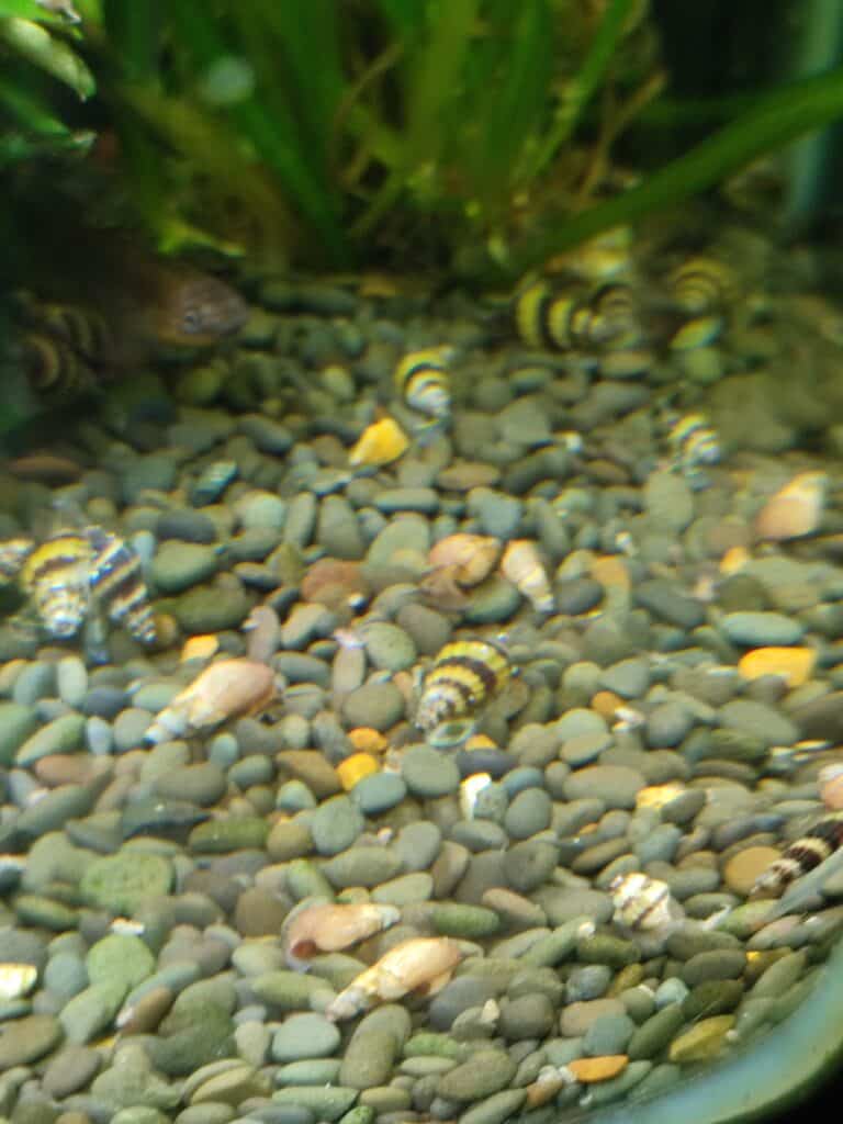 Anentome helena