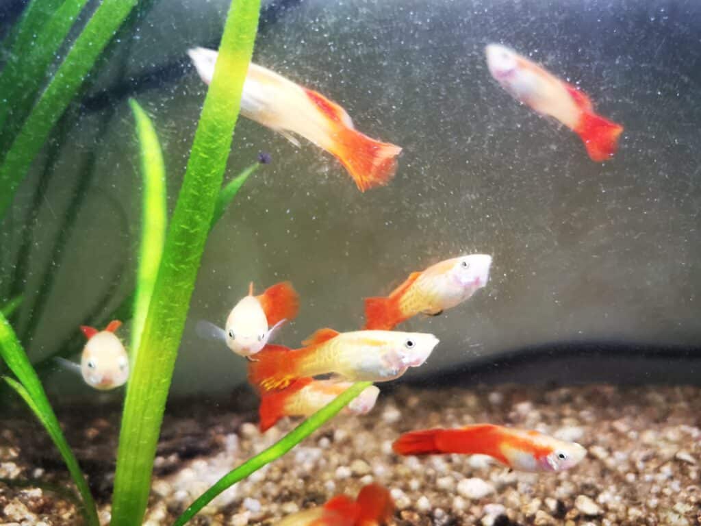 Guppy orange