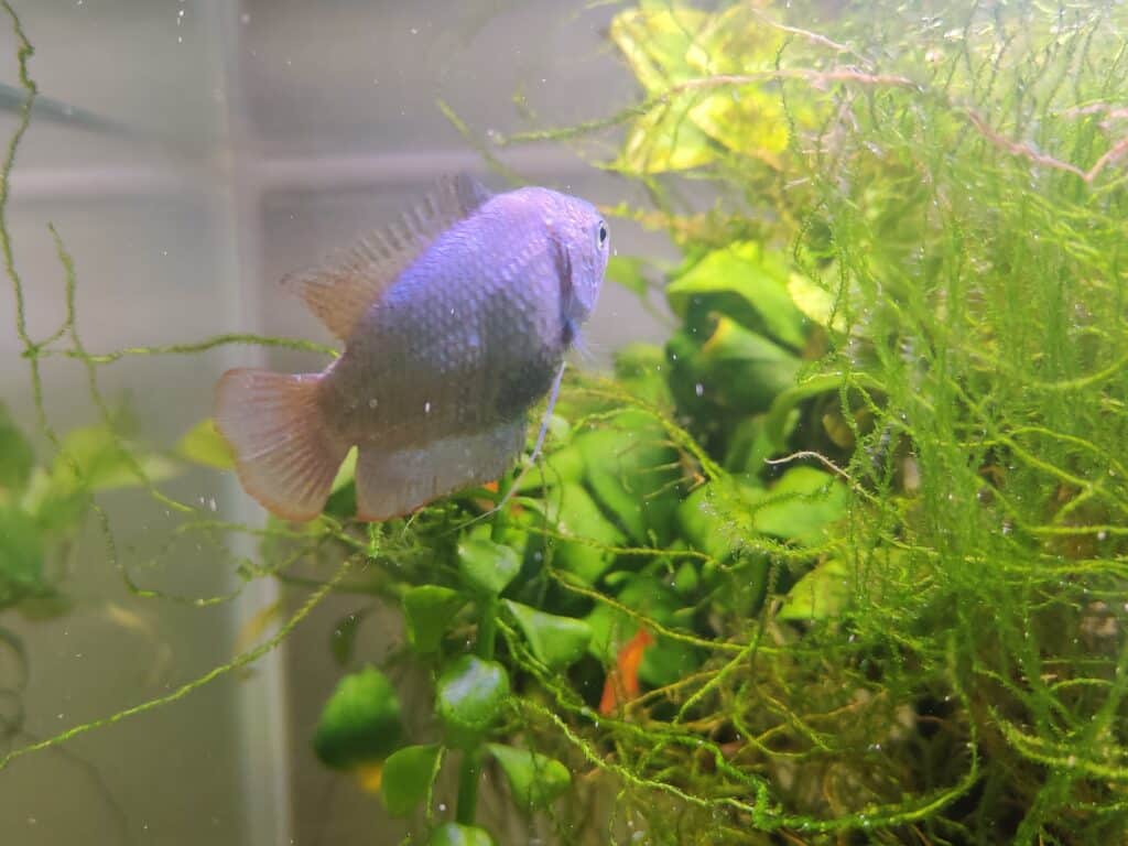 Gourami Cobalt mâle