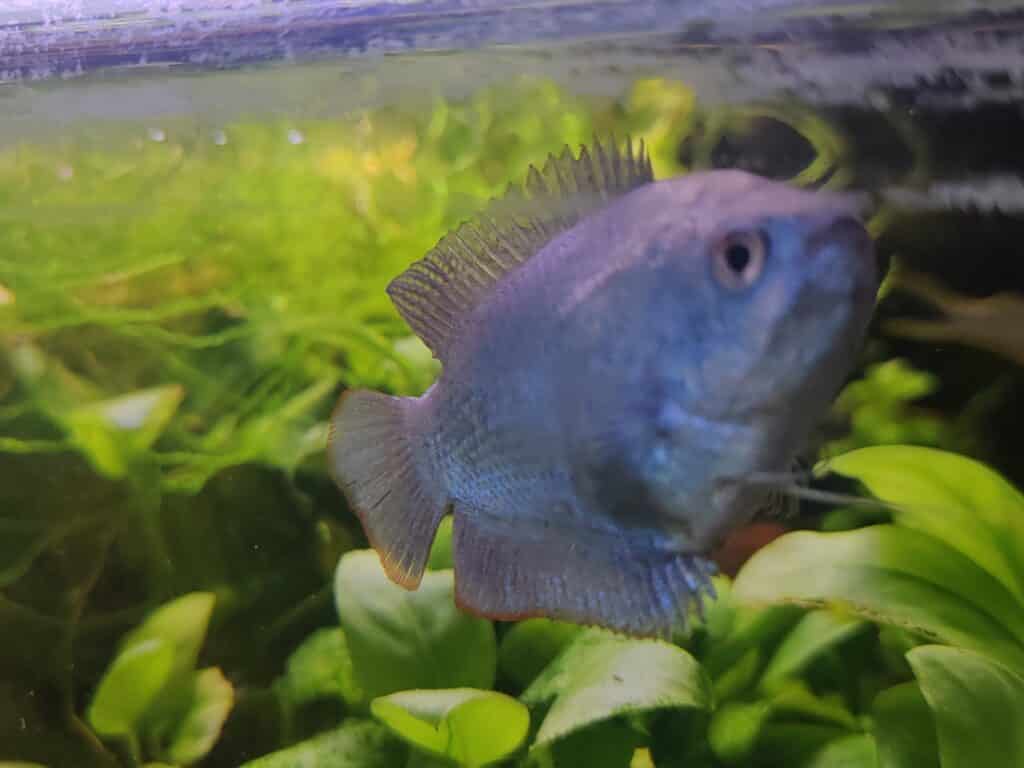 Gourami Cobalt mâle