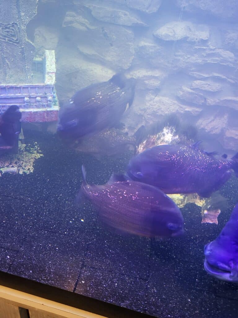 Poissons a vendre