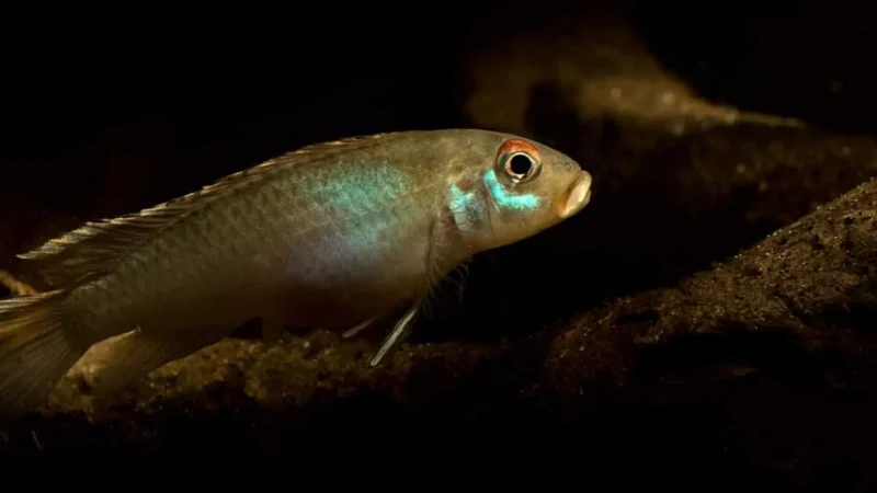 Nanochromis-parilus