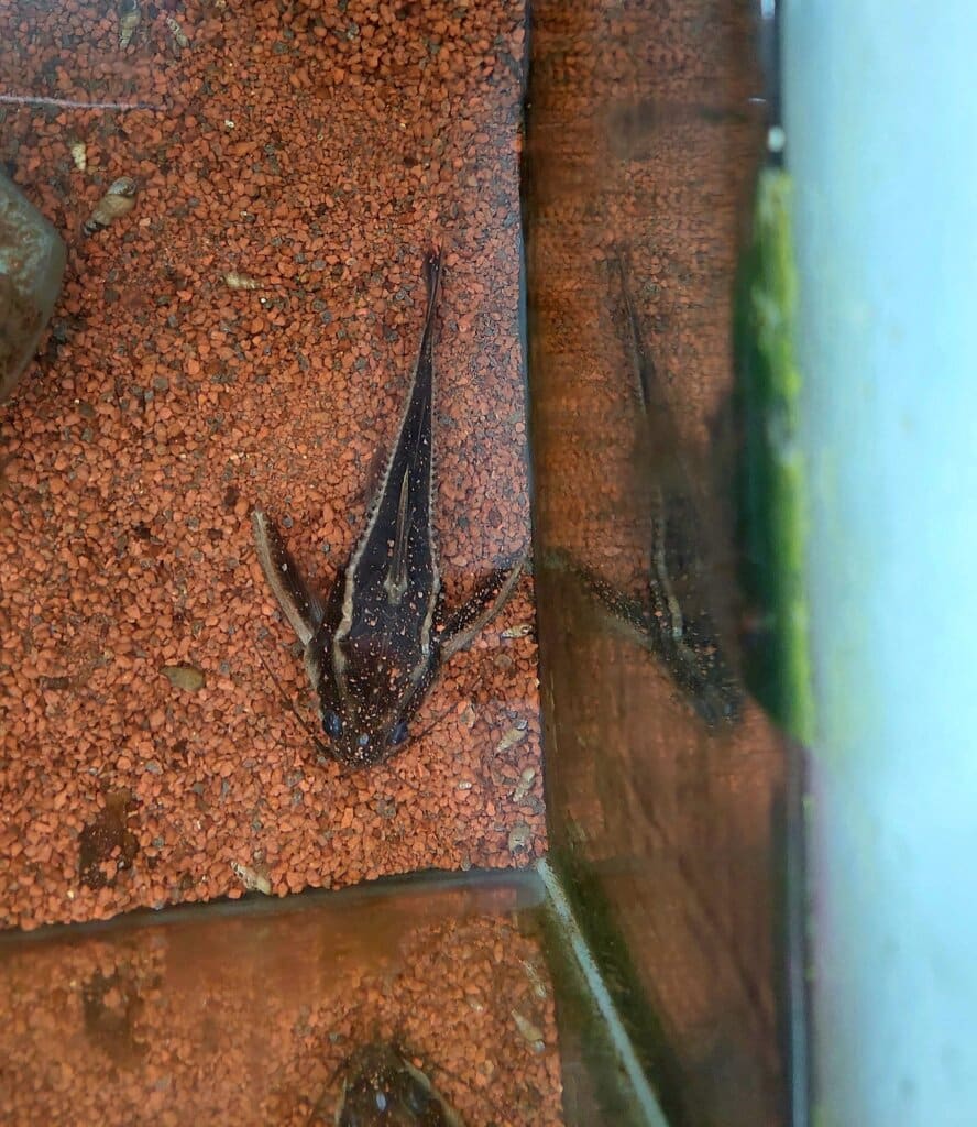 Platydoras Cosatus à donner