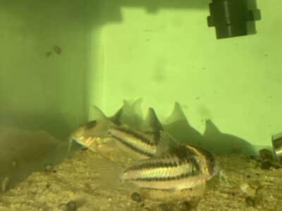 Corydoras cw127