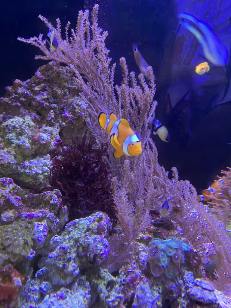 Amphiprion Ocelaris