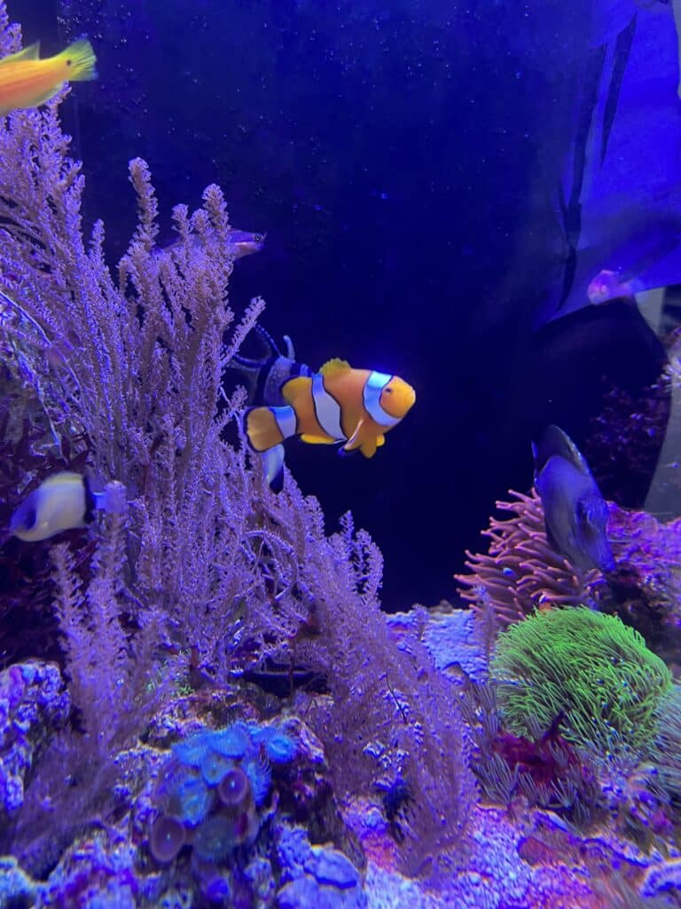 Amphiprion Ocelaris