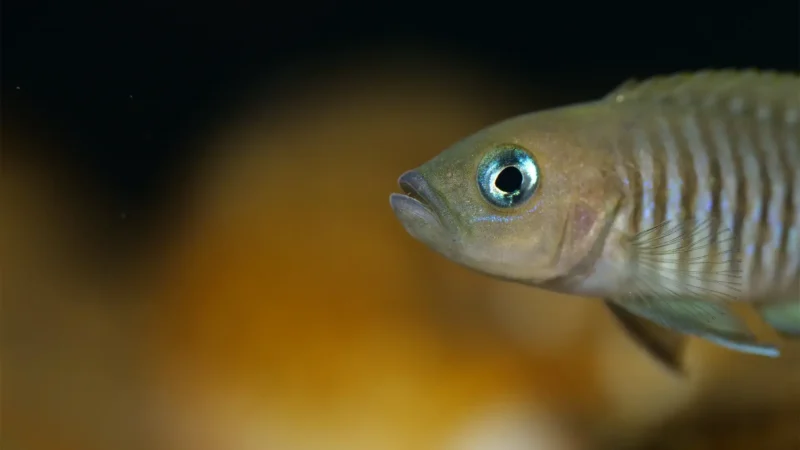 Neolamprologus multifasciatus