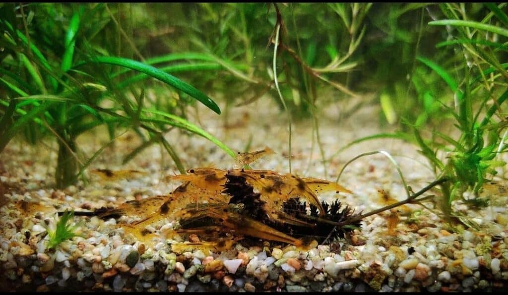 Crevette d'aquarium - Caridina serrata var. Tangerine