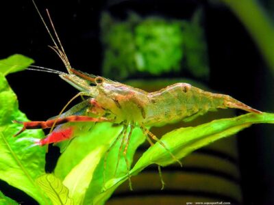 Don Bébé Macrobrachium assamense (crevette à pinces rouges)