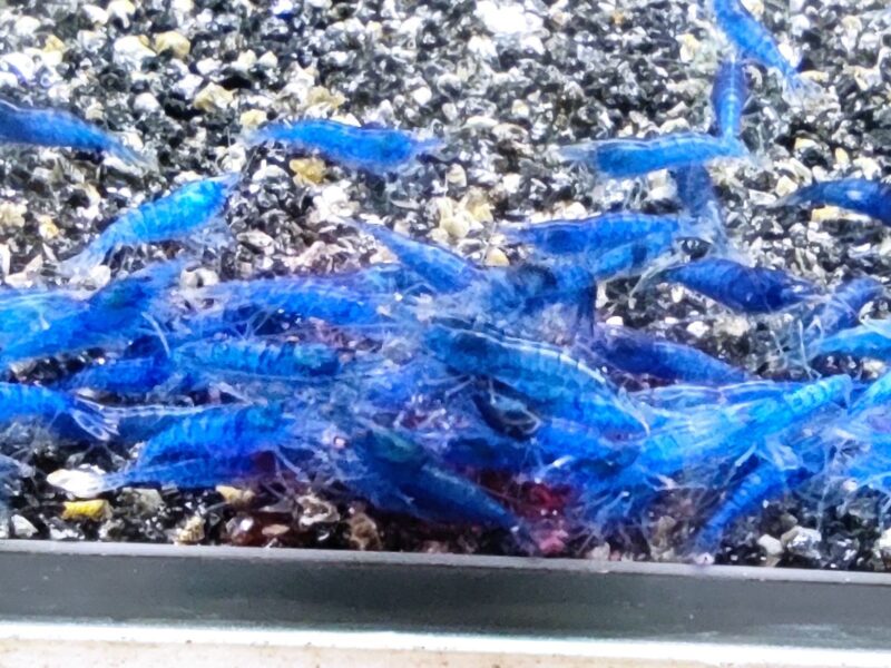 Crevettes blue saphir
