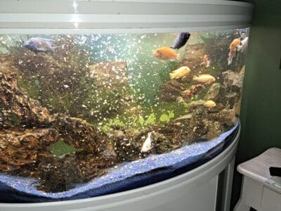 Aquarium panoramique 300l