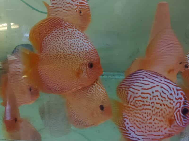 Discus adultes 14/15 cm red spotted et turquoise rouge