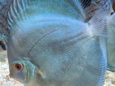 Différentes variétés de discus disponibles