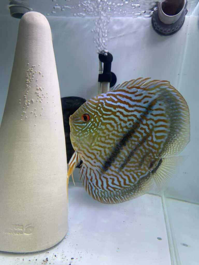 Discus heckel cross adulte (15-17cm)