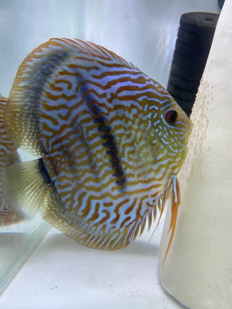 Discus heckel cross adulte (15-17cm)