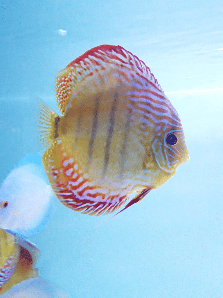 Discus choix de variétés et tailles
