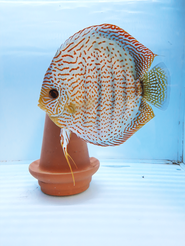 Discus choix de variétés et tailles