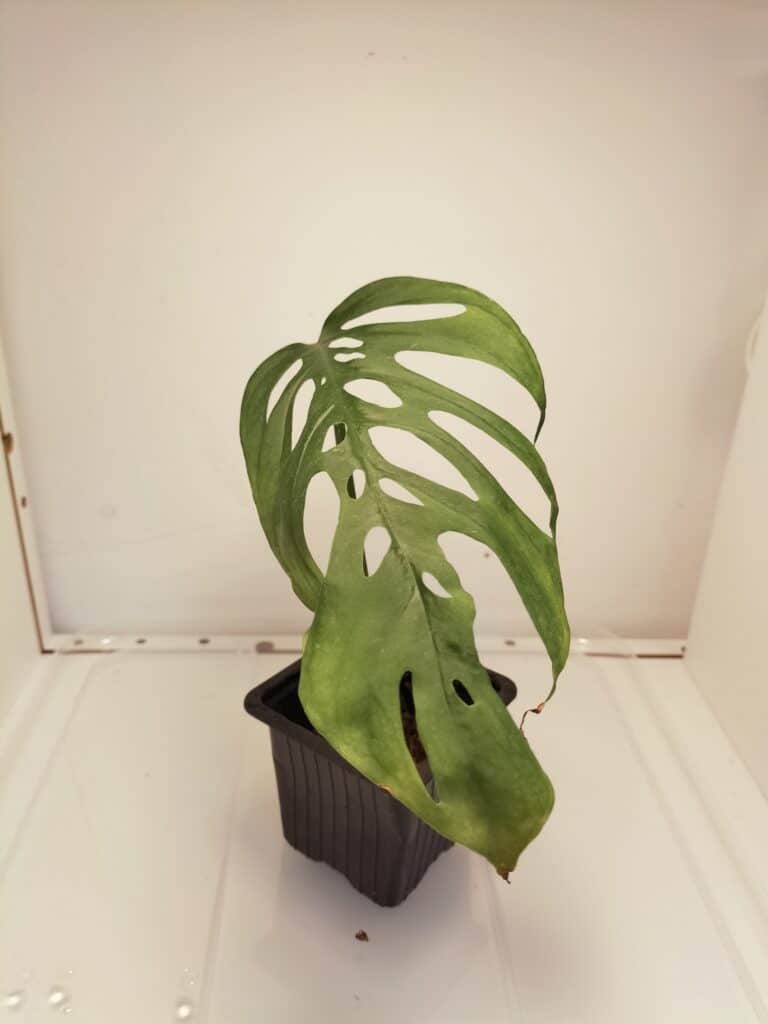 Monstera Laniata