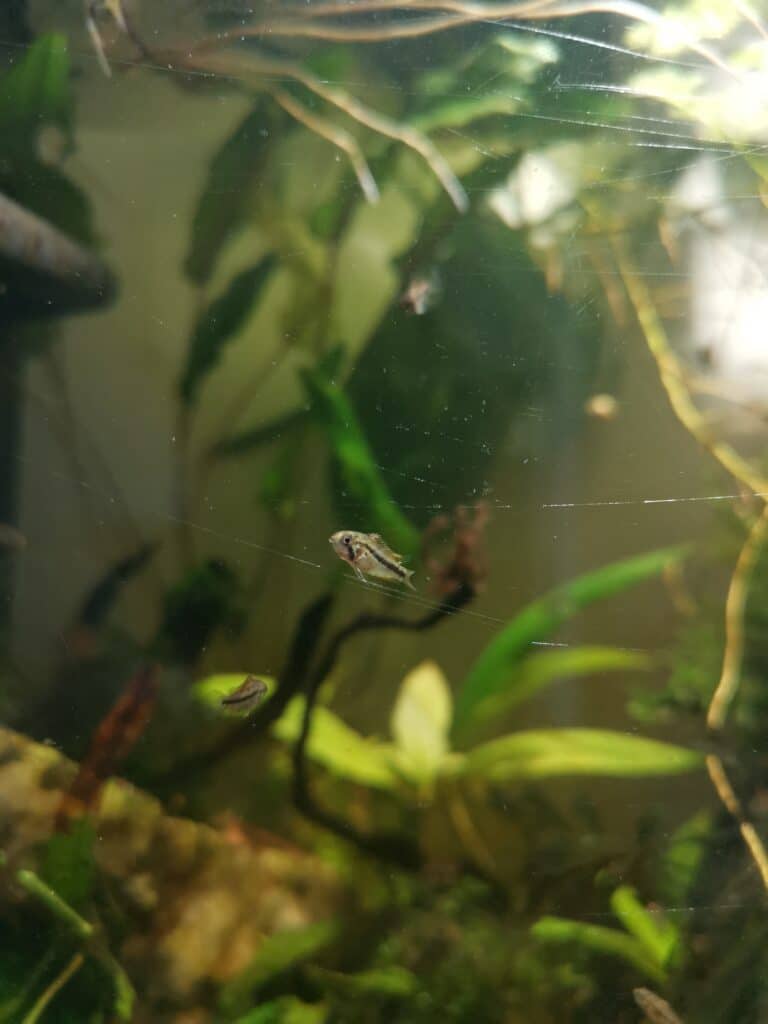 Apistogramma Cacatuoides