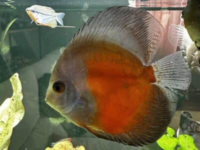 Discus stendker