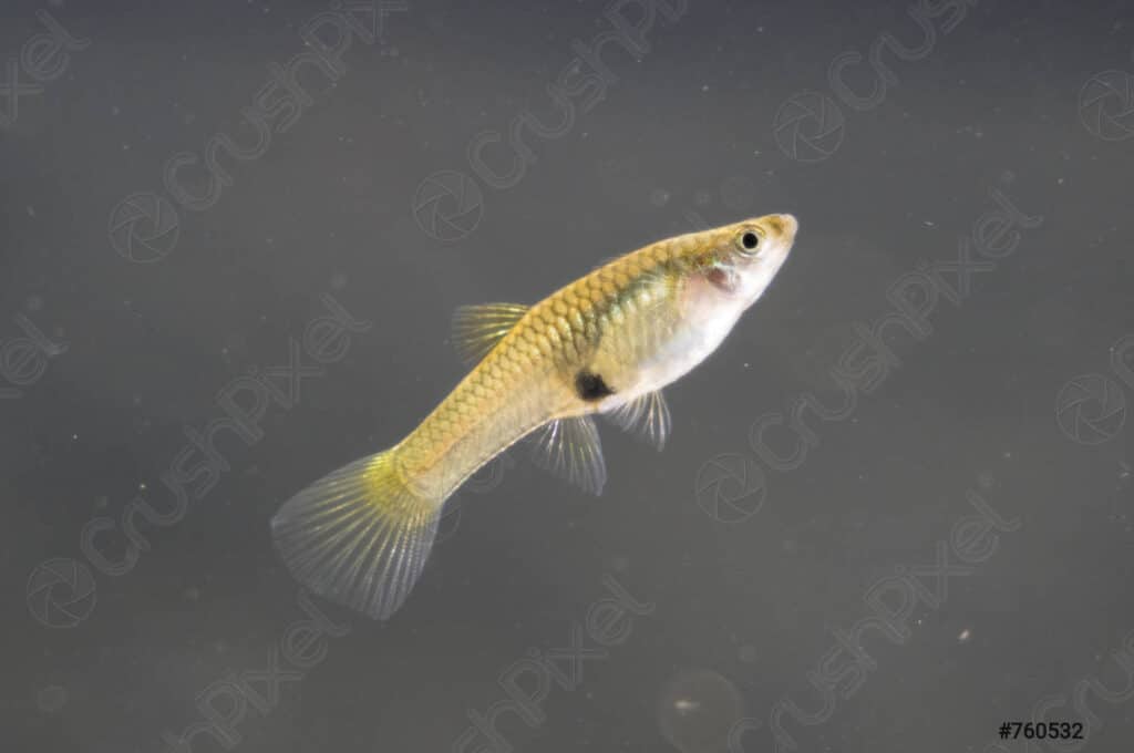 Guppy poecilia reticulata femelles