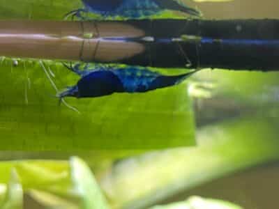 Crevette Neocaridina blue dream