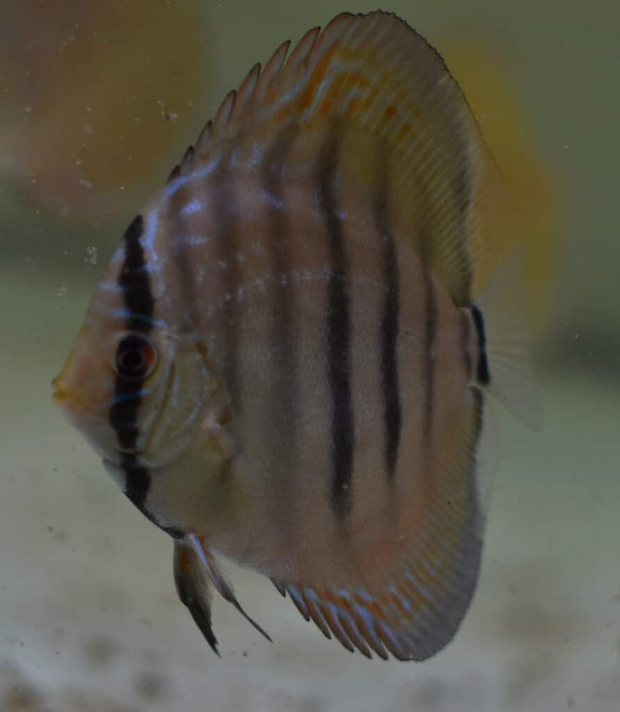 Différentes variétés de discus disponibles