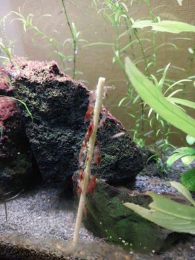 🦐Lollies pour crevette d'aquarium sur demande(m'écrire avant d'acheter svp 🙂)🦐 envoit via vinted possible