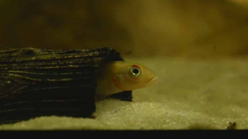nanochromis-splendens