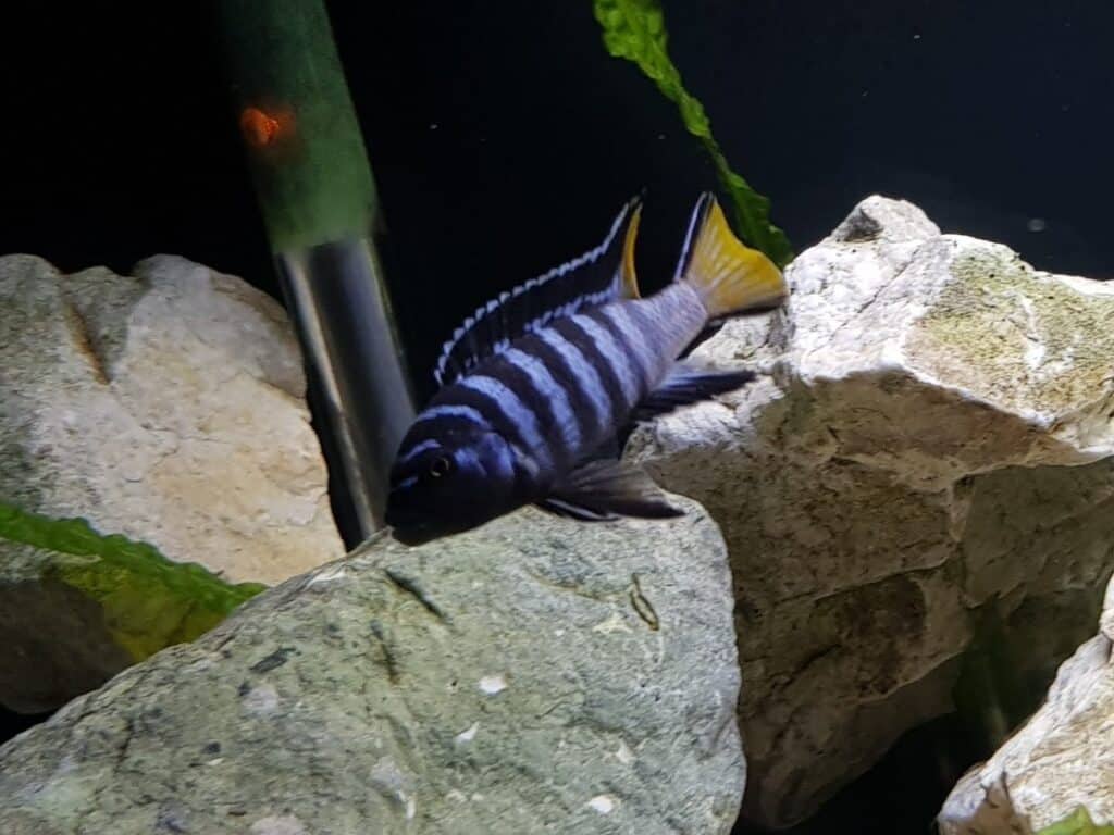 Pseudotropheus elongatus Mphanga