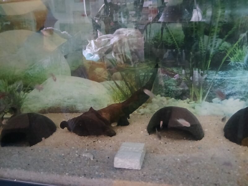 Vends ciclidés Nigrofasciata et amatitlania nigrofasciata de toutes tailles