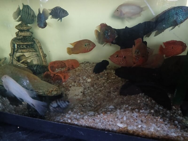 Vends ciclidés Nigrofasciata et amatitlania nigrofasciata de toutes tailles