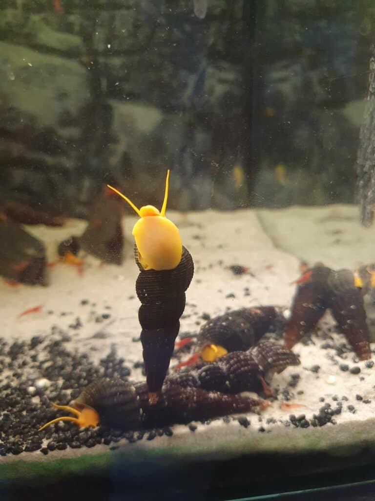 Tylomelanias aquarium eau douce