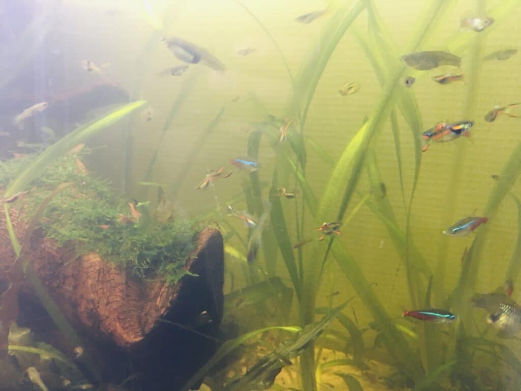 Guppy endler