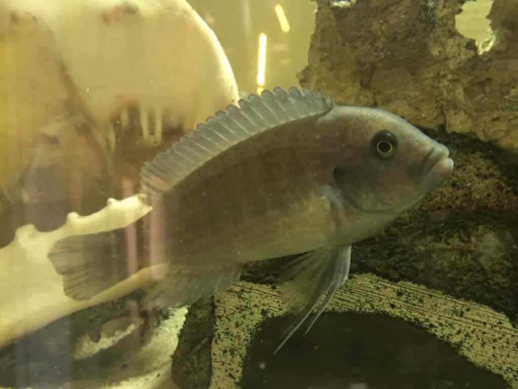 Cichlidés du Malawi