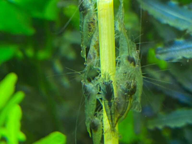 Crevettes malawa / mini japonica