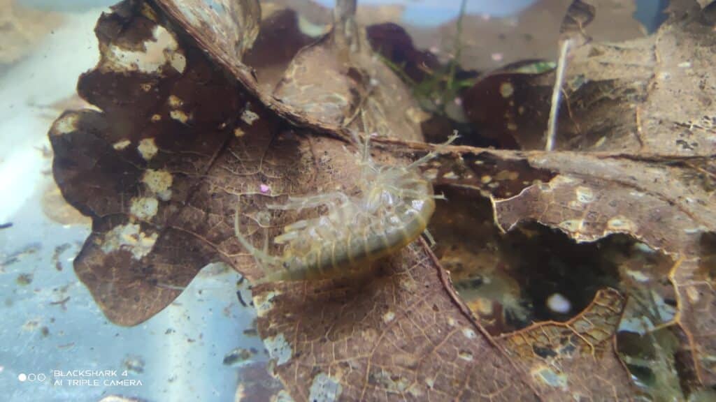 Gammares détritivores