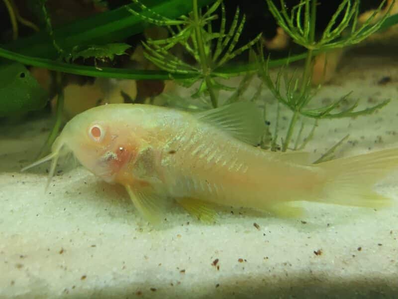 Corydoras aeneus albinos