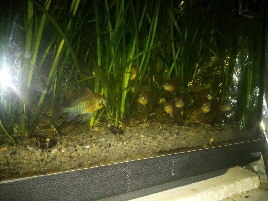 Poisson aquarium : mikrogeophagus altispinosa