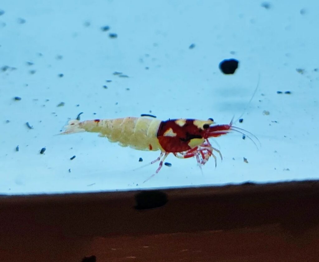 Crevettes Caridina cantonensis