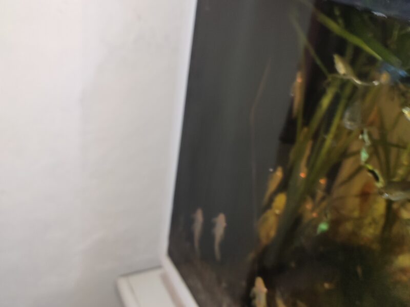Ancistrus gold albinos sexable pour les plus gros