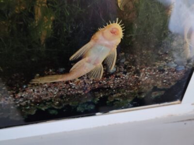 Ancistrus gold albinos sexable pour les plus gros