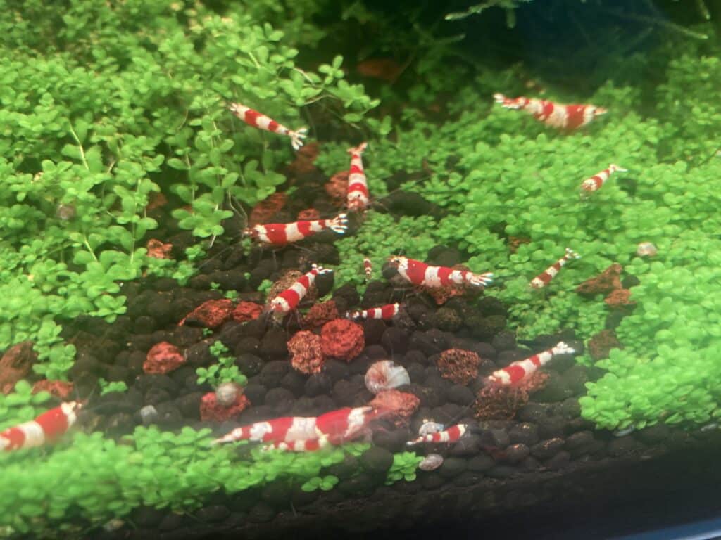 Crevettes Caridina red Crystal