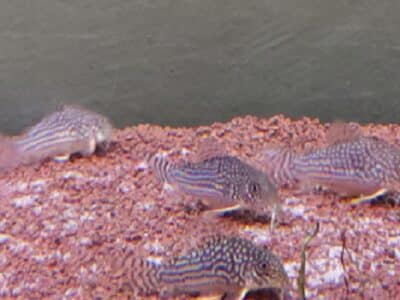 Vend corydoras sterbay