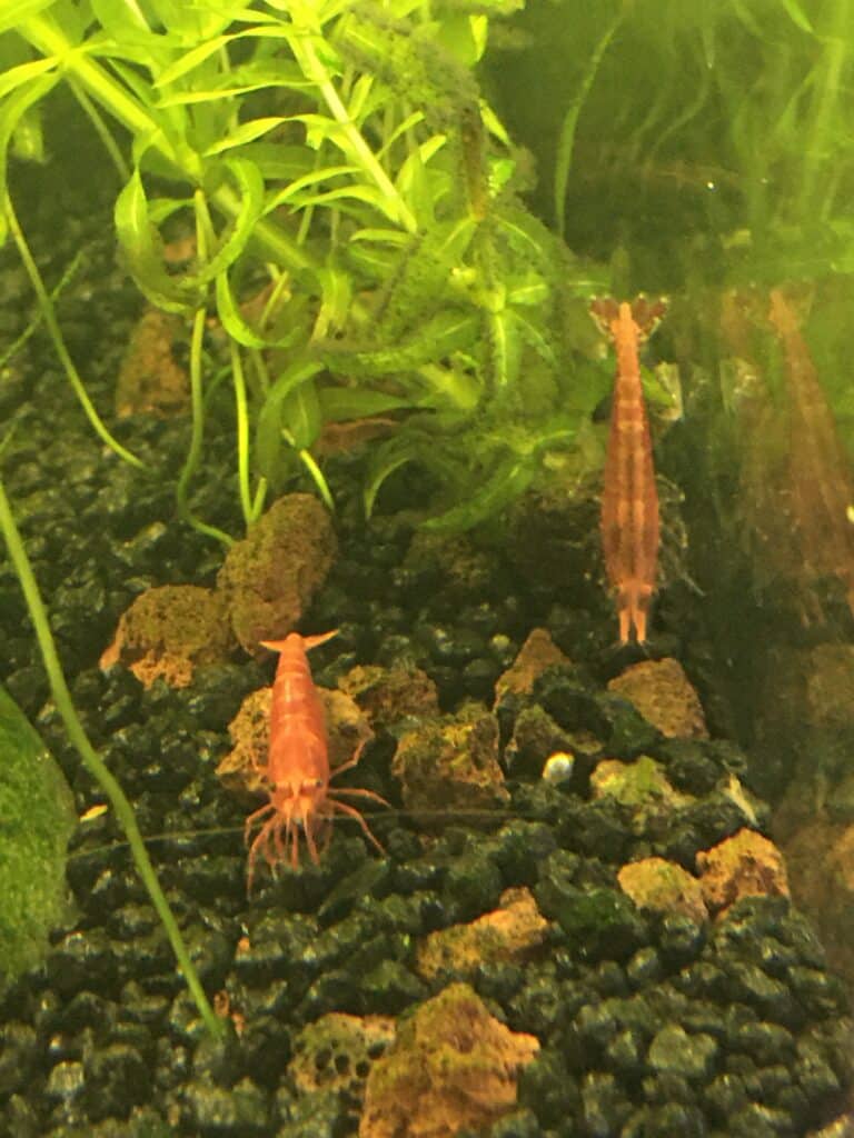 Neocaridina red cherry