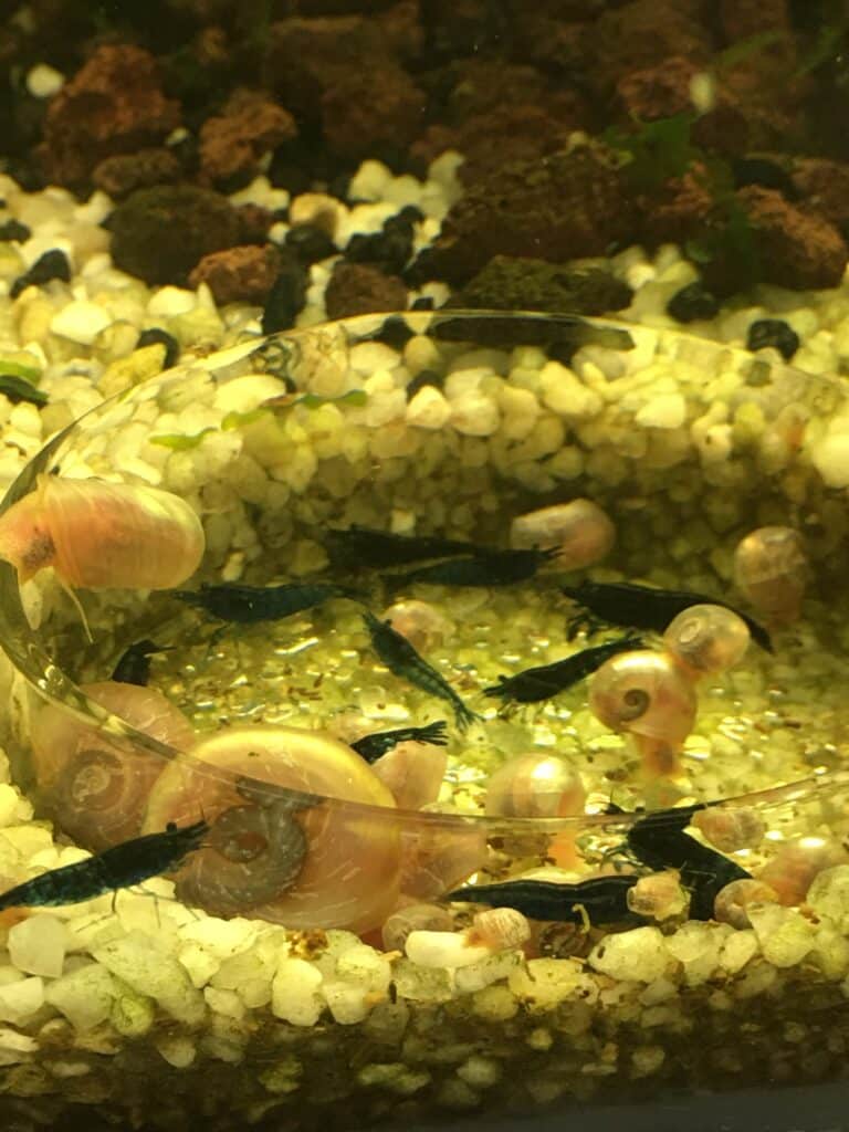 Neocaridina blue dream