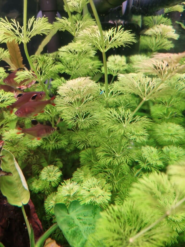 Plantes aquarium